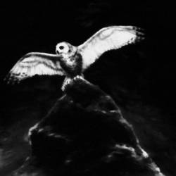 Alle Itkekäät Surusta Majesteetti